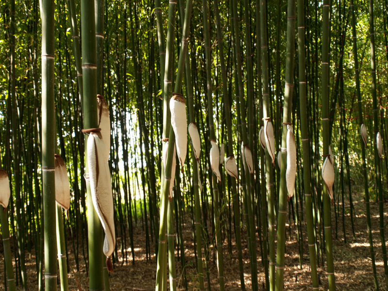 Bambutopia.de | Kulturplattform | Skulpturenpark | Events: Aktuell