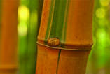 Bambuswald, mehr als 27 Bambusarten/-sorten, 1989 angepflanzt