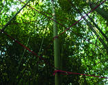 Internodien, Bambus, Schnur, 2011